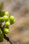 Atlantic poison oak